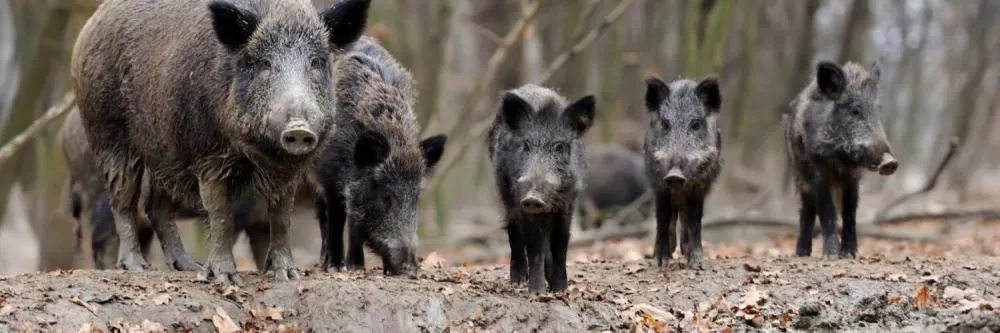  PRORROGAÇÃO: Pesquisa sobre javalis no meio rural segue até 30 de junho. Foto divulgação