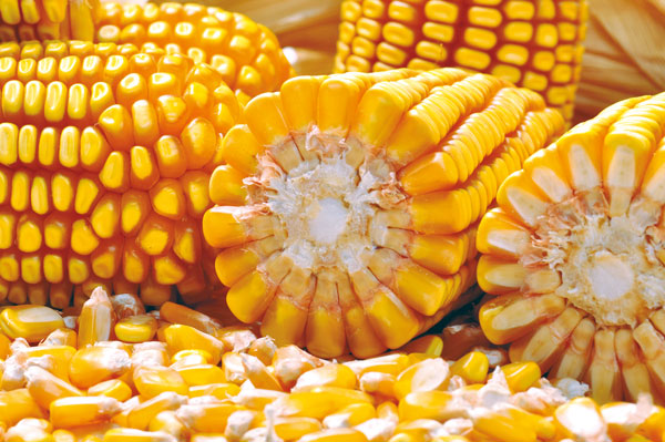 Para quem investe em silagem de planta inteira e grãos úmidos, estarão disponíveis híbridos campeões em média de produtividade como o FS620 que, em 2019, atingiu desempenho superior a 80 toneladas por hectare no estado; e o FS533, com ampla janela de cort