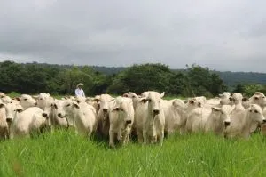 Bem-estar animal ganha protagonismo no acesso a novos mercados. Foto Divulgação