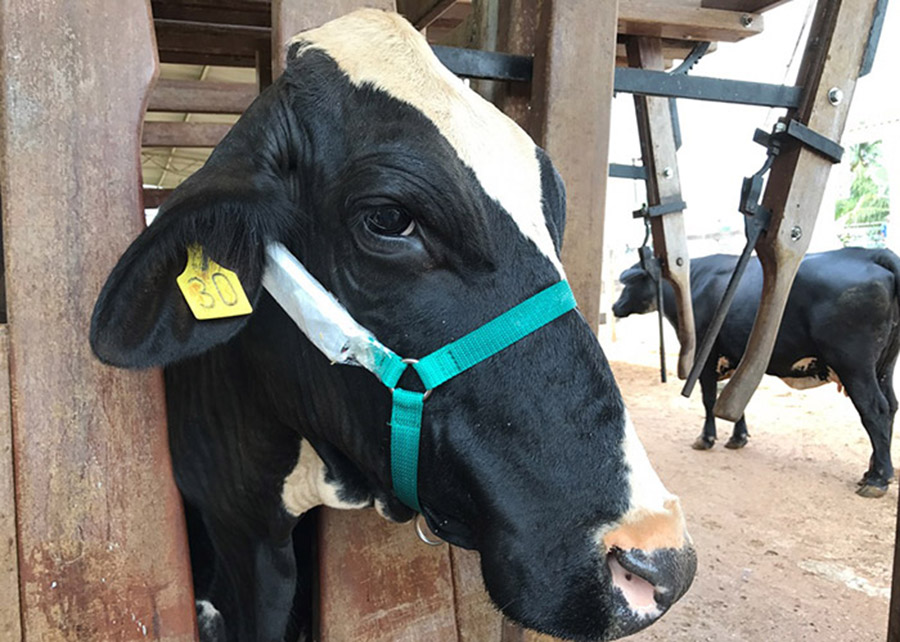 Gravadores digitais são fixados ao cabresto dos animais e mensuram de maneira precisa e não invasiva o comportamento dos bovinos em pastejo - Foto: Rafael Rocha