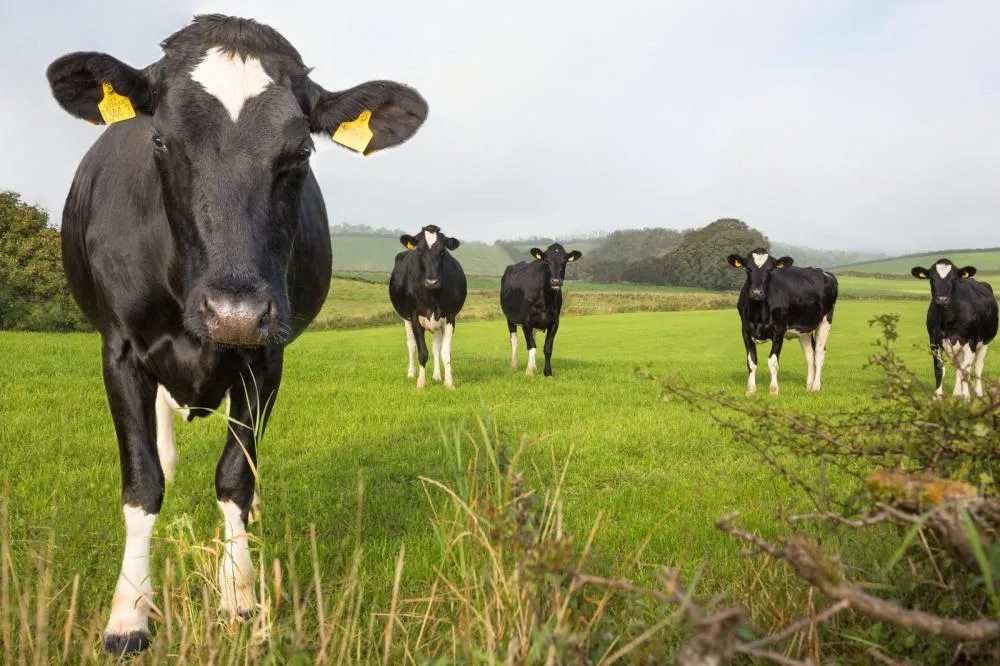 Resistência parasitária avança no campo e exige alerta no controle sanitário dos rebanhos