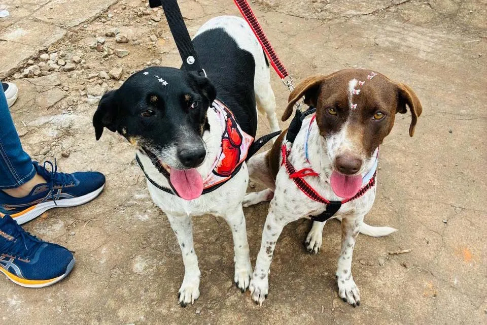 CastraPet Paraná atinge marca de 150 mil animais esterilizados em 392 municípios