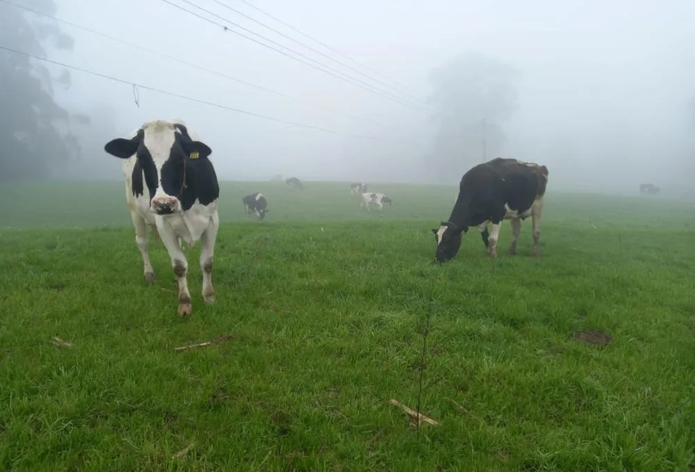 Vacas Holandesas toleram frio, mas umidade aumenta riscos no inverno