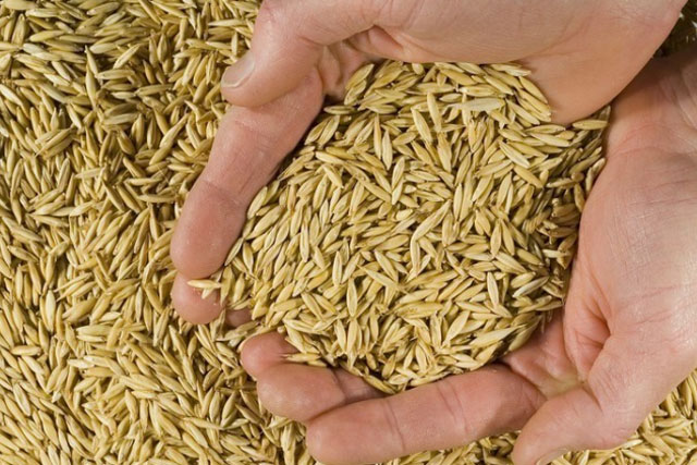 As negociações de sementes de pastagem foram destaques em 2019, tendo em vista que se mantiveram firmes o ano todo.