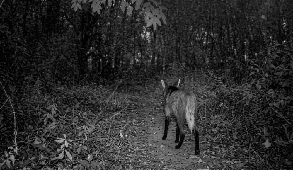 Lobo-guará é registrado pela primeira vez em monitoramento do Buraco do Padre