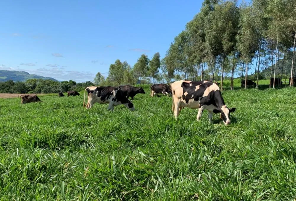 Fazenda eleva produção de leite em 50% após ajustes em manejo e ordenha