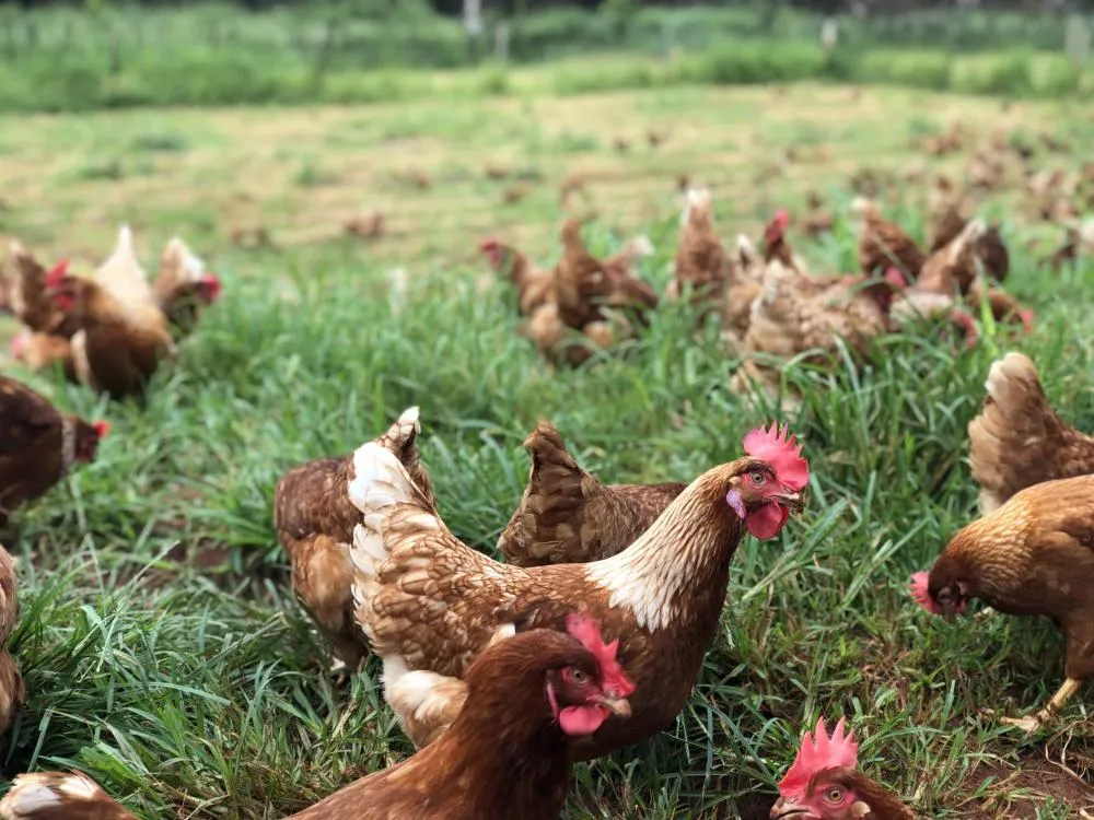 Galinhas livres de gaiolas e foco em biossegurança garantem produção de ovos bem-sucedida
