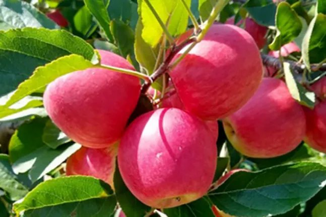 IDR-Paraná prepara quatro novas cultivares para fortalecer a fruticultura paranaense Foto: IDR