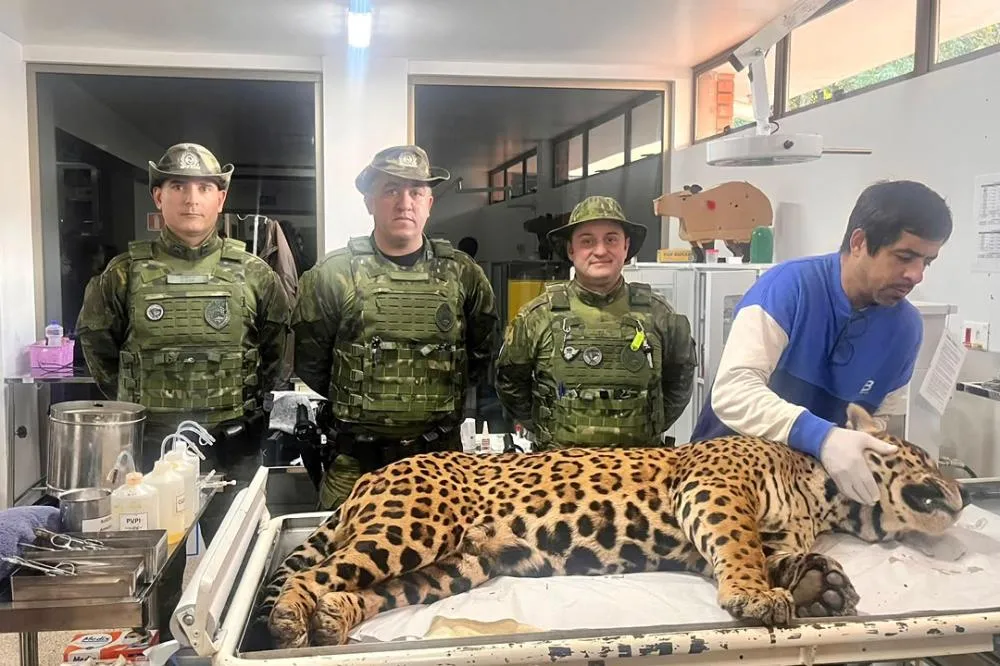 Polícia Militar do Paraná resgata onça-pintada em área residencial de Foz do Iguaçu Foto: PMPR