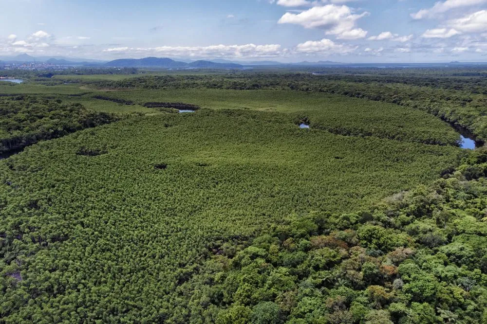 Paraná reduziu em 87,5% desmatamento da Mata Atlântica entre 2020 e 2025 Foto: Denis Ferreira Netto/SEDEST