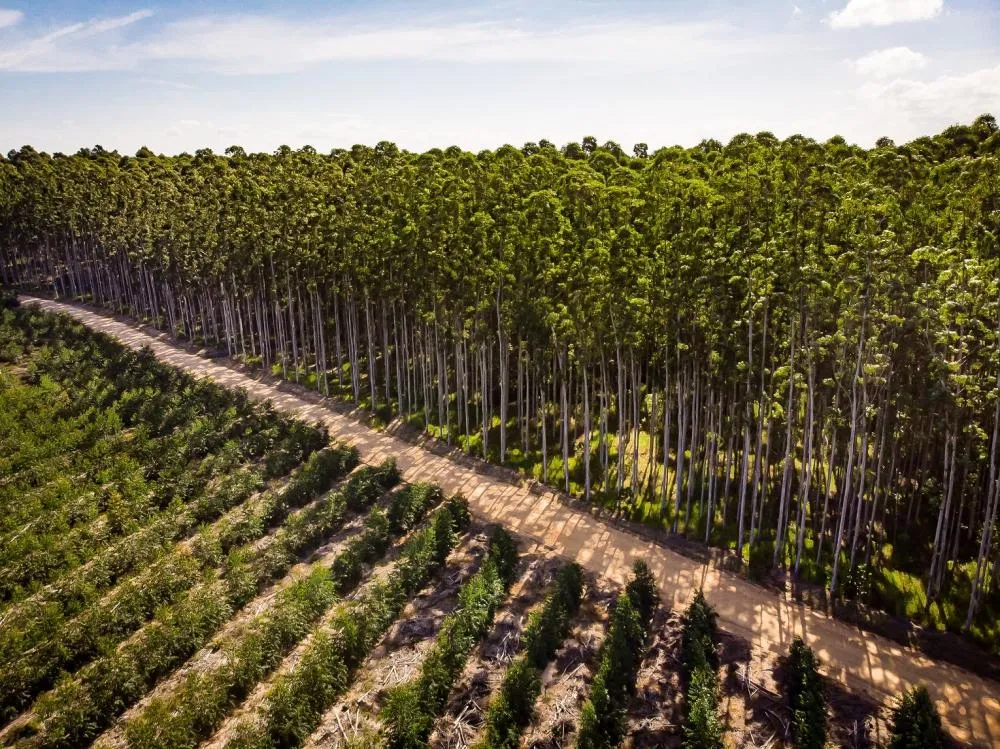 Relatório de sustentabilidade da CMPC destaca mais de 425 mil hectares de conservação na América do Sul. Divulgação_CMPC_Fabiano Panizzi