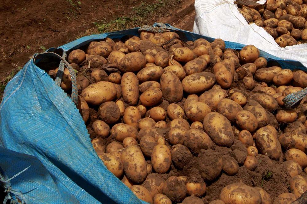 O Paraná cultiva duas safras de batata. A primeira é conhecida como a safra das águas, plantada no período de agosto a dezembro. A segunda, chamada de safra da seca, é semeada entre dezembro a maio. 