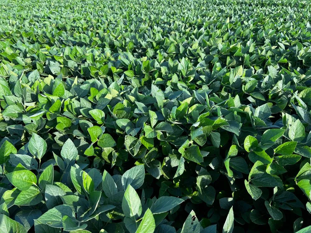 Nitro lança Elmo Max, solução biológica avançada no controle de nematoides
