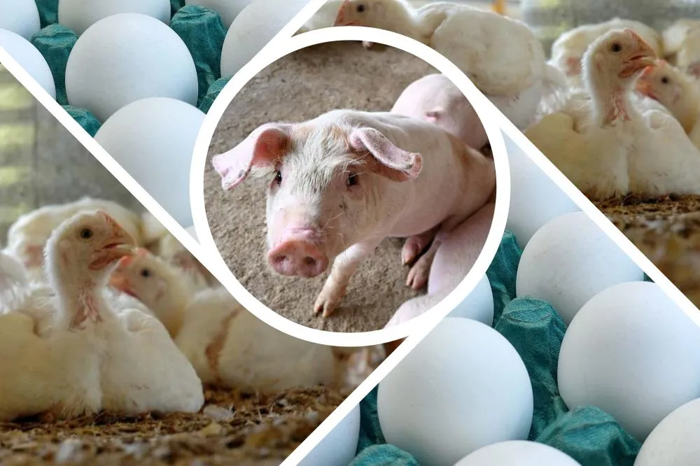 Produção e consumo de proteínas animais avançam em 2026, projeta ABPA