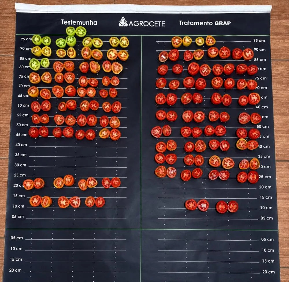 Tecnologia inovadora combinando nutrientes e biofertilizante potencializa o enchimento de grãos e amplia produtividade em diferentes culturas agrícolas