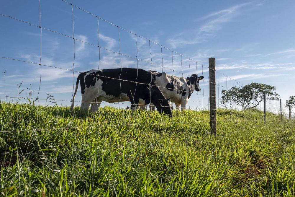 O manejo de pastagens pode ser realizado com o auxílio de cercas eficazes. Além de evitar a fuga do gado, elas permitem uma boa divisão de área que venha aumentar a produtividade de bovinos.