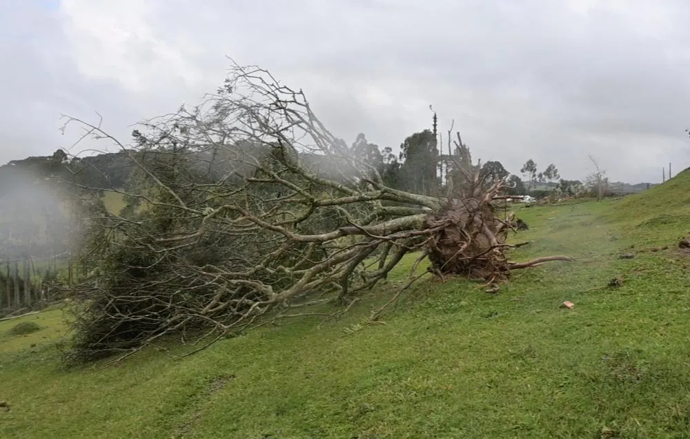 A pedido do Sistema FAEP, IAT libera uso de árvores derrubadas por eventos climáticos
