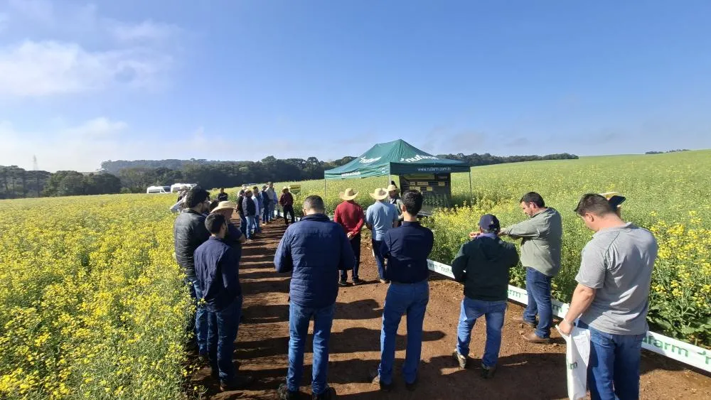 Por que a canola está ganhando espaço no Paraná e pode se tornar uma nova opção para o produtor?