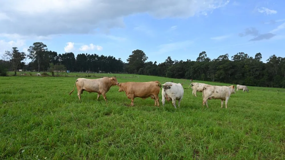 Gado Purunã terá produção de embriões em laboratório para acelerar melhoramento genético no Paraná