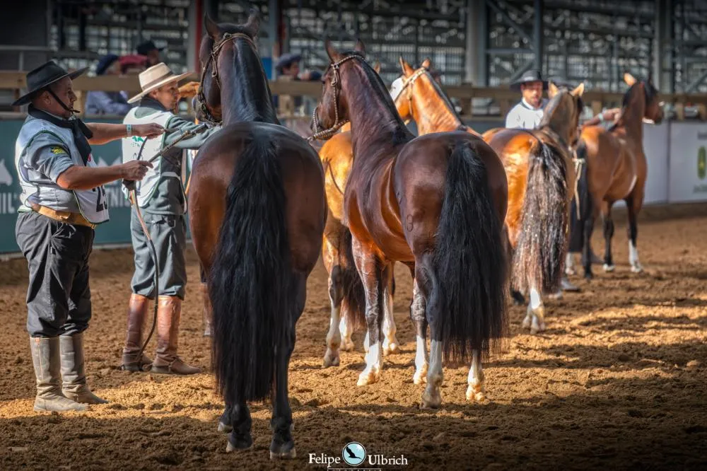 Cavalo Crioulo é destaque na Agenda de Leilões da Expointer