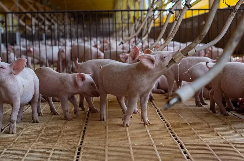 Capal projeta expansão de 30% na suinocultura e abre programa para novos cooperados Crédito: Giulia Botan/Pexels)