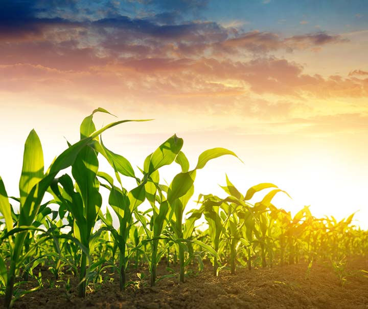 Terra Magna movimentou 53,5 milhões de reais em serviço de antecipação de recebíveis que deve crescer 835% em 2021.