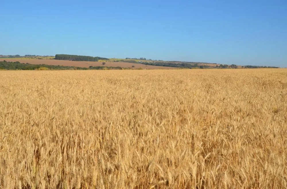 Lavoura de trigo safrinha no Cerrado. Foto: Breno Lobato