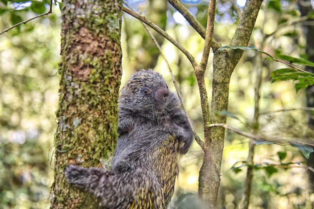 Primavera aumenta circulação de animais silvestres e exige atenção redobrada da população