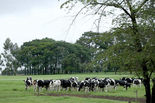 Atualmente, mais de 1.000 fazendas em todo o Brasil são atendidas pelo programa, que registrou crescimento de 65% nos últimos três anos. O banco de dados abrange mais de 330.000 touros, incluindo base holandesa e base americana.