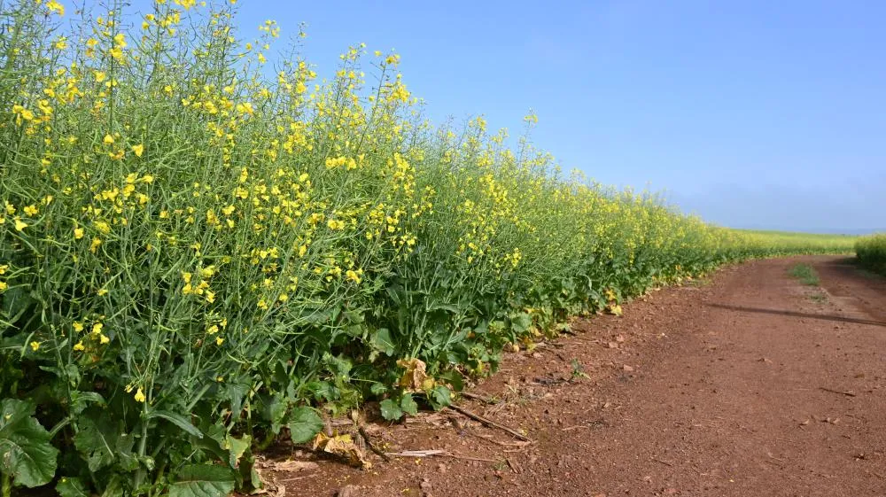 Canola ganha espaço no Paraná com recuperação da área e produção