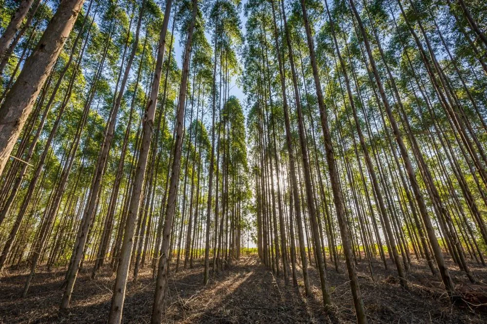 Manejo do solo impulsiona produtividade e acelera o ciclo das florestas plantadas Banco de Imagens