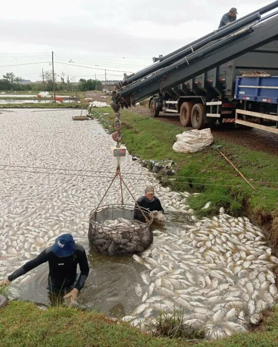 Piscicultura do Paraná atravessa momento crítico pela falta de energia no campo
