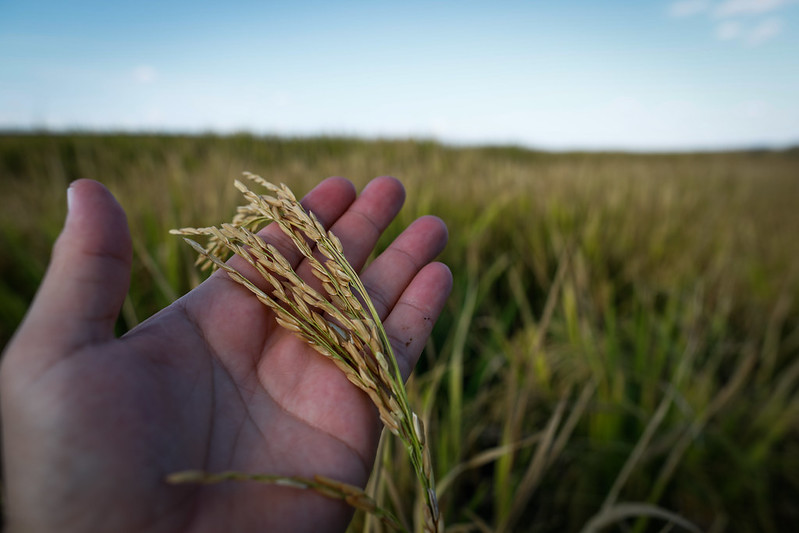 Há duas formas de plantio de arroz: o irrigado e o de sequeiro. O primeiro é mais comum em áreas de várzea, onde a água favorece o desenvolvimento do grão. O segundo é semeado em terras mais altas e secas. Esse fica mais exposto a perdas, sobretudo em raz