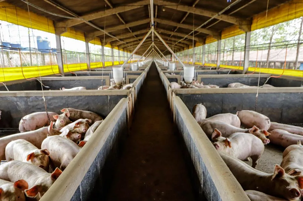 Criação técnica de suínos no Sul do Brasil, região responsável por mais de dois terços da produção nacional de carne suína. Foto: Roberto Dziura Jr/AEN