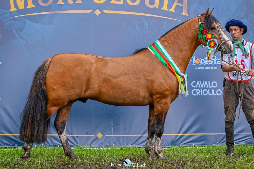 Santa Leta Monarca conquista Pelotas e segue rumo à final maior da Morfologia
