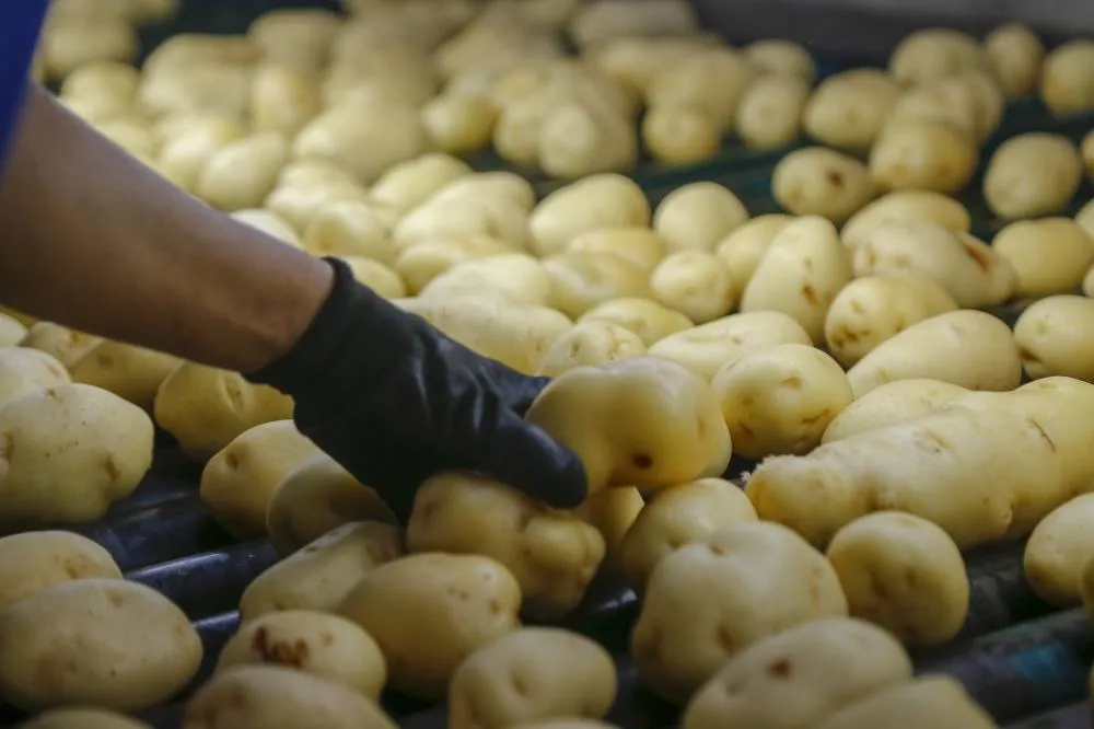Por que a batata subiu de preço no varejo em setembro de 2026?