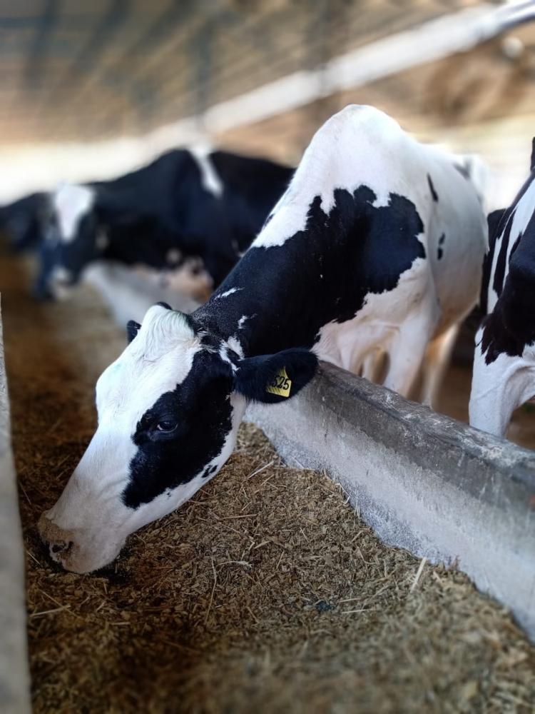 Durante o período seco e o pré-parto, é comum as vacas apresentarem redução de ingestão de matéria seca, fazendo-se necessária a tomada de medidas para que o consumo seja o menos afetado possível.