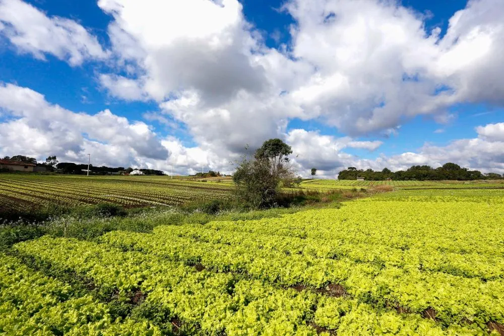 Hortec reúne especialistas e produtores para discutir o mercado de hortifruti em Dois Vizinhos