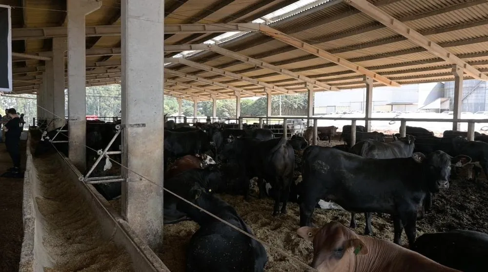Lote de gado confinado em propriedade rural durante período de escalas de abate restritas para os frigoríficos. Foto Toninho Anhaia