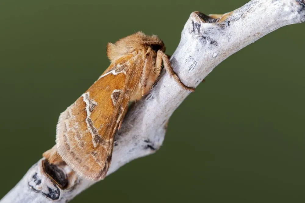 Antes do aumento populacional da Spodoptera frugiperda explosão de lagartas: planejamento antecipado e controle biológico para a proteção das lavouras