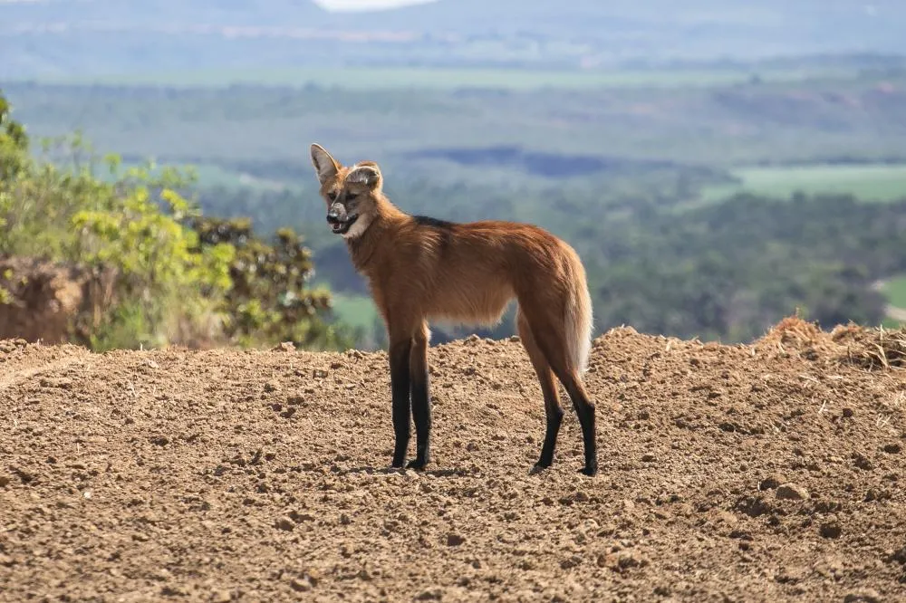 Projeto Patas do Cerrado transforma fotos em ferramenta de educação ambiental nas fazendas do Grupo Bom Jesus