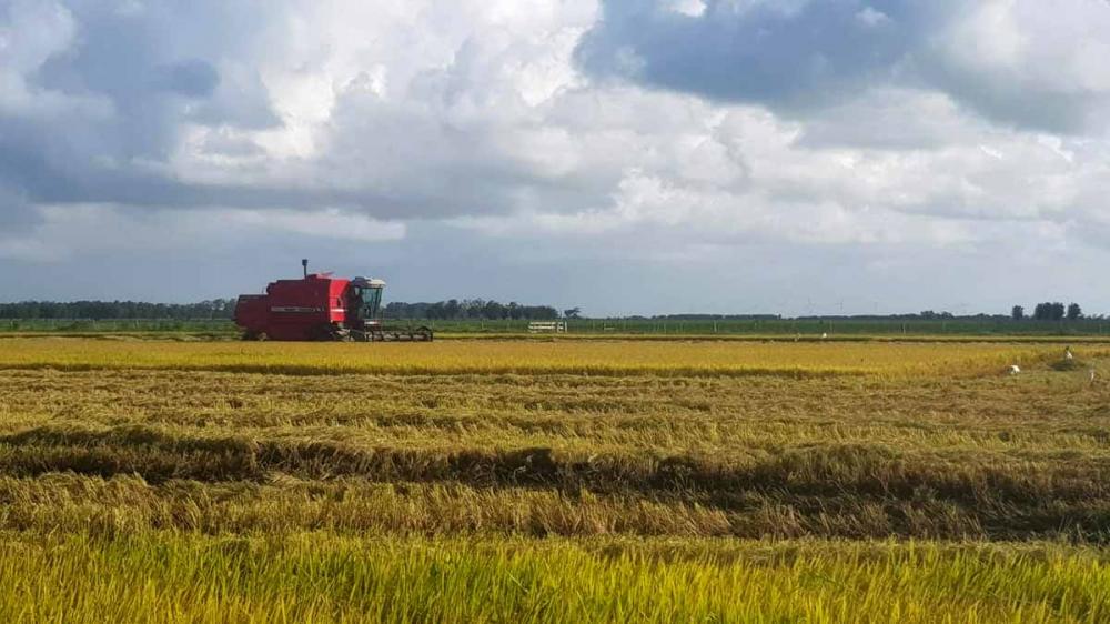 A colheita de arroz alusiva à safra 2020/2021 já está em andamento no Rio Grande do Sul - Foto: Edivane Portela/Irga