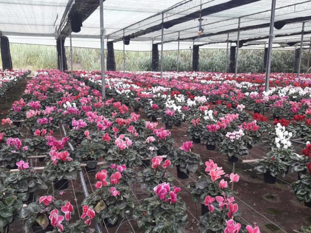 O cultivo protegido que, em razão do bom uso das mídias digitais e de estratégias diferenciadas, registrou um crescimento significativo das vendas.