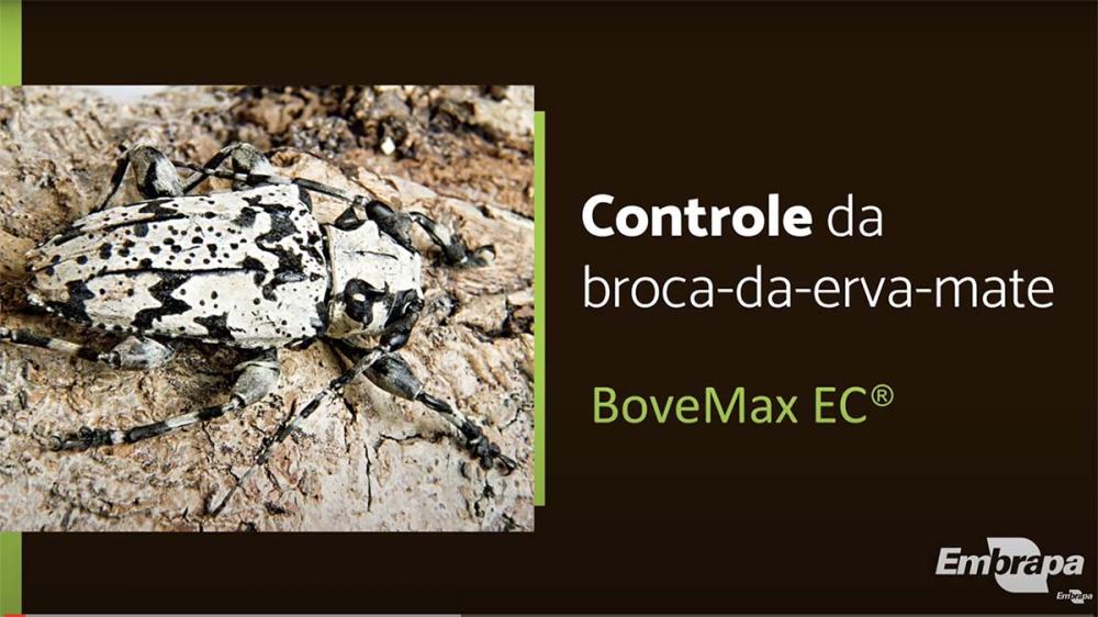 As larvas da broca atacam o tronco das erveiras, construindo galerias que impedem a circulação normal da seiva, resultando no broqueamento das plantas.