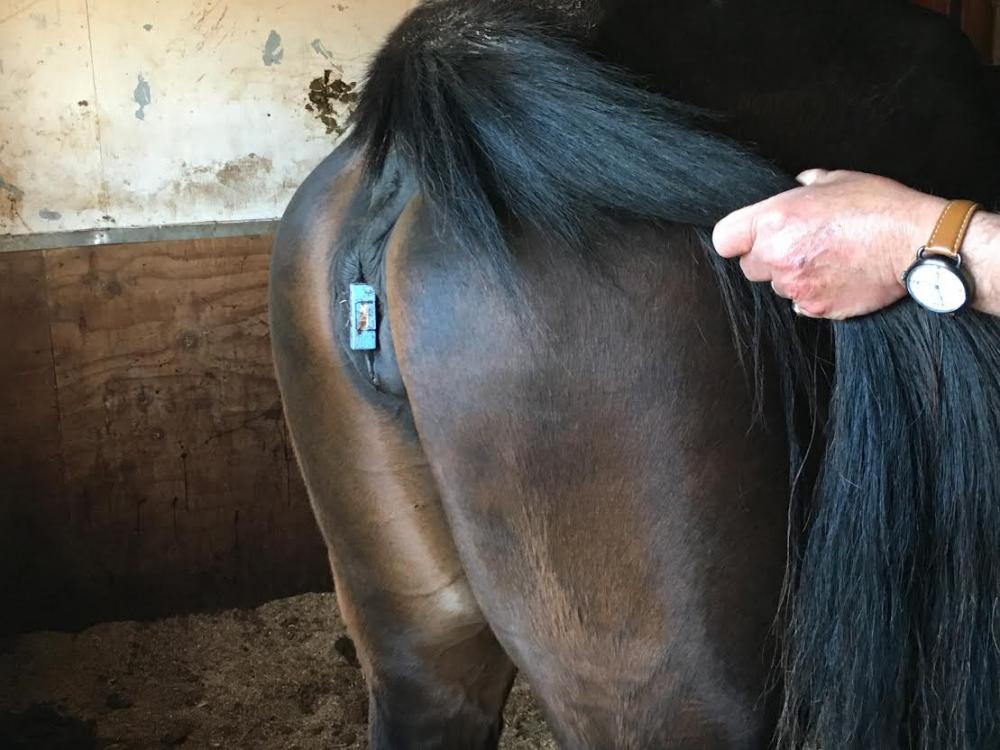 Assim que se inicia o trabalho de parto da égua, o potro força a vagina e afasta o sensor magnético que emite o aviso e o alarme é disparado na casa do tratador. Este é encarregado de avisar o médico veterinário e providenciar os materiais de cuidados ao 
