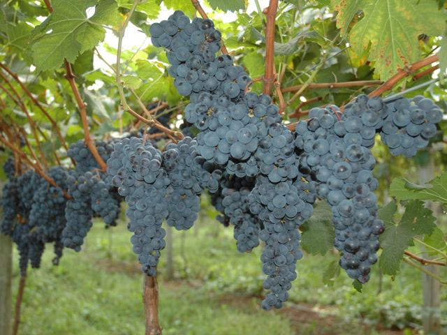 Auge da colheita no estado acontece entre janeiro e fevereiro, período em que são colhidas as chamadas uvas de mesa. Foto: Nilson Teixeira