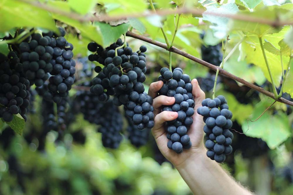 Combinação de clima, solo, temperatura e umidade resulta em uvas com menor teor de acidez em Bituruna. Fotos Michele B. Rosso 