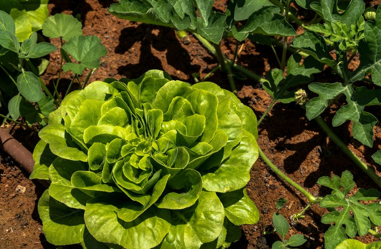 Para garantir o alimento seguro, o sistema de produção integrada prevê a adoção das Boas Práticas Agrícolas (BPA), incluindo a rastreabilidade desde a origem, do campo até a mesa do consumidor.
