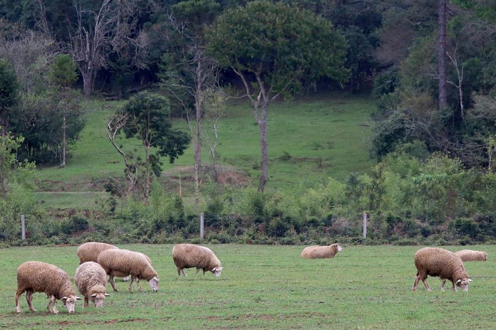 O Paraná tem um rebanho de 589 mil cabeças de ovinos. Em 2019, a participação desse segmento no Valor Bruto de Produção (VBP) estadual foi de aproximadamente 0,1%. 