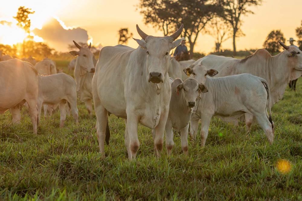 Um estudo desenvolvido na Austrália, publicado em 2019 e escrito por Bowen M, mostrou a eficiência da suplementação com fósforo pelos resultados alcançados de aumento da taxa de desmame pelo total de vacas acasaladas e redução da mortalidade de bezerros e